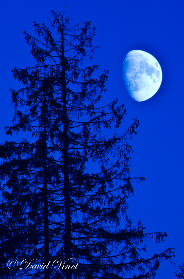 Forest and moon