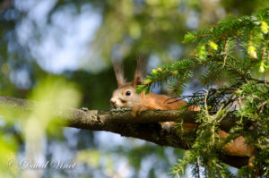 Resting squirrel