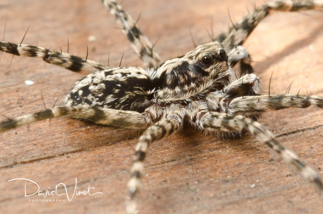 Macro of a spider